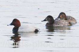 ホシハジロ　2025.11.27