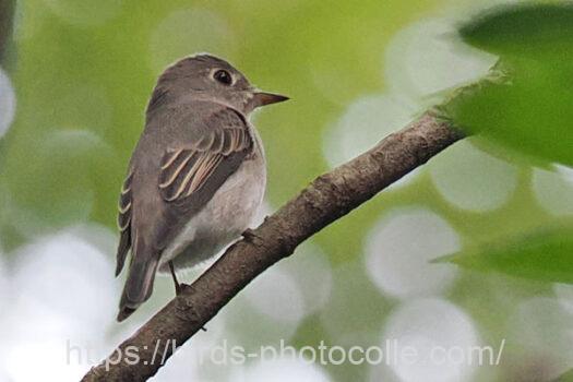 コサメビタキ　2024.09.03