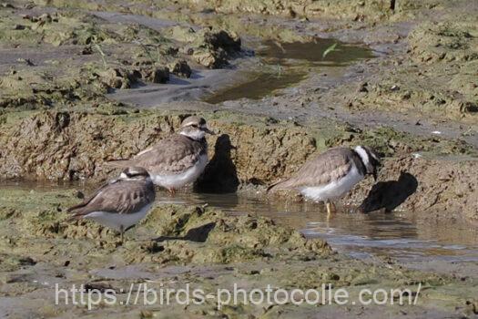 イカルチドリ221124