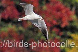 ユリカモメ　2025.11.14