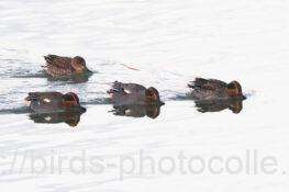 コガモ　2026.01.02