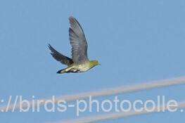 アオバト　2025.11.04