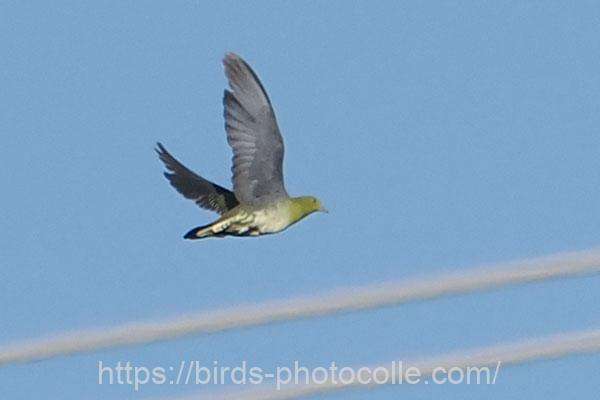 アオバト 2025.11.04