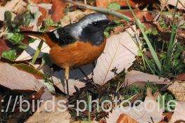 ジョウビタキ♂　2026.02.12