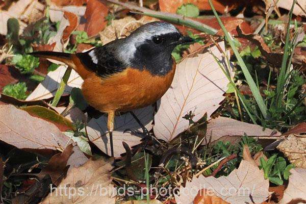 ジョウビタキ♂　2026.02.12