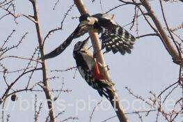 アカゲラ　2026.02.23