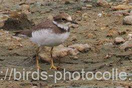 イカルチドリ　2025.10.13