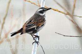 ツグミ　2026.01.22