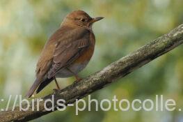 アカハラ 2025.01.09