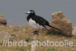 セグロセキレイ　2025.10.25