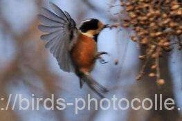 ヤマガラ　2026.01.05