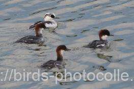 ミコアイサ　2025.11.19