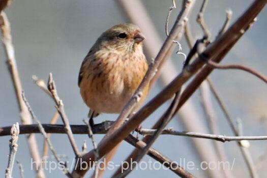 ベニマシコ　2025.02.06