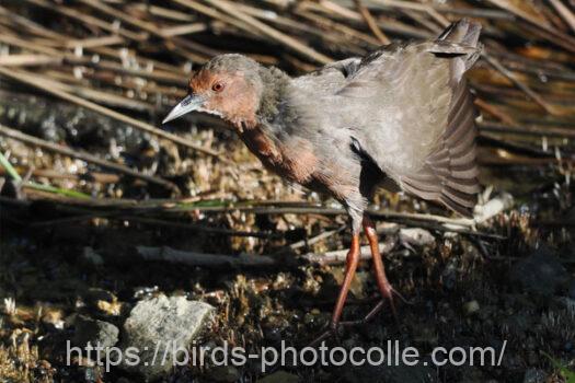 ヒクイナ　2023.09.09