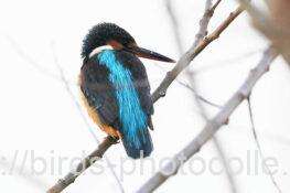 カワセミ　2026.01.29