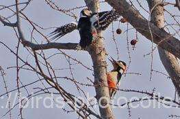 アカゲラ　2026.02.23