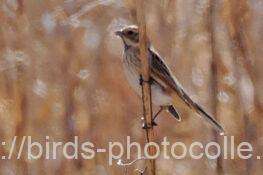 オオジュリン　2026.02.21