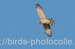 サシバ　2025.10.17