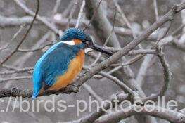 カワセミ　2026.02.26