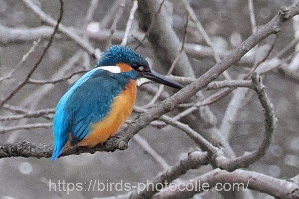 カワセミ　2026.02.26