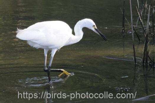 コサギ　2024.08.11