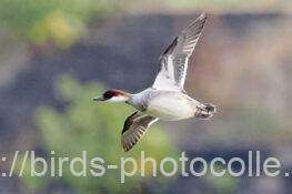 ミコアイサ　2025.11.11