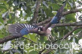 カケス　2025.10.14