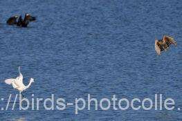 オオタカ 2025.11.16