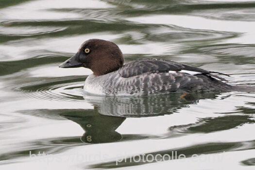 ホオジロガモ　2025.01.09