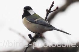 シジュウカラ　2025.12.20