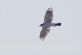 オオタカ 2025.04.07