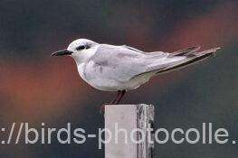 クロハラアジサシ　2025.11.13