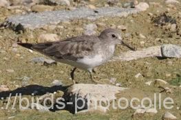 オジロトウネン　2025.09.16