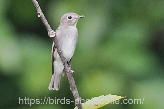 コサメビタキ　2024.09.04