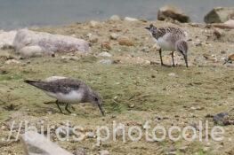 （左）オジロトウネン（右）トウネン　2025.09.20