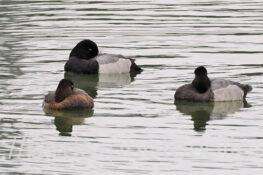 スズガモ　2025.10.16