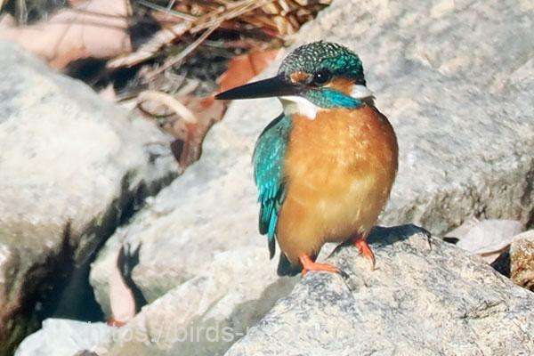 カワセミ　2026.02.21