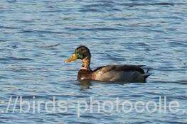 マガモ 2025.10.17