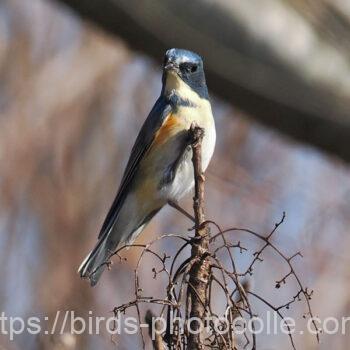 ルリビタキ　2025.02.14