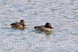 コガモ　2025.11.17