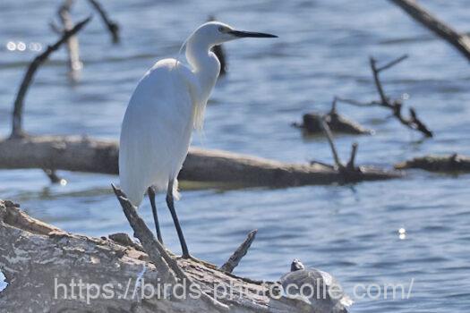 コサギ　2024.06.19
