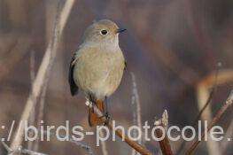 ジョウビタキ　2025.12.30