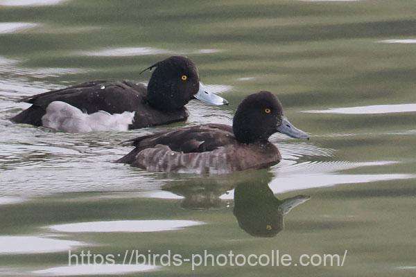 キンクロハジロ　2026.01.16