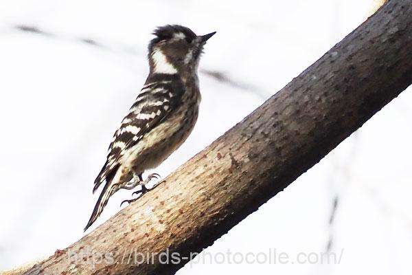 コゲラ 2026.01.28