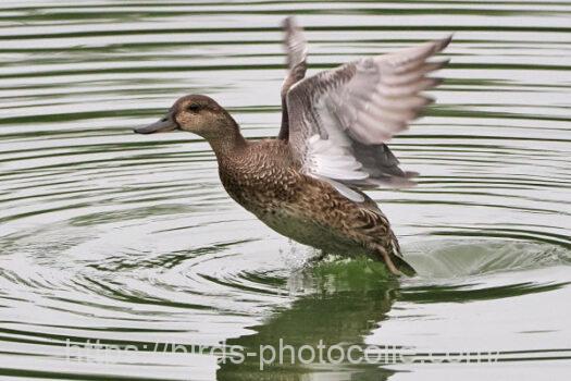 コガモ　2024.10.16