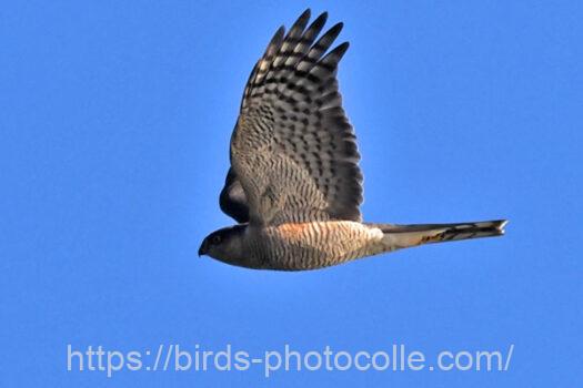 ハイタカ　2024.12.01