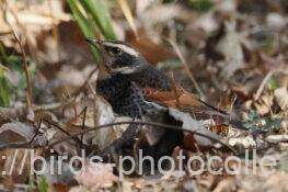 ツグミ　2026.02.05