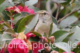 ウグイス　2026.01.27