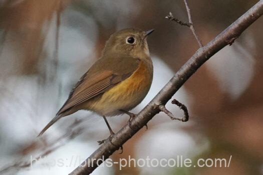 ルリビタキ221227-2