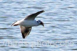 ユリカモメ　2025.11.16